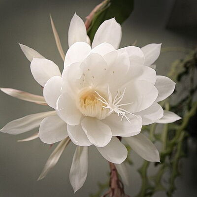 DP Blume